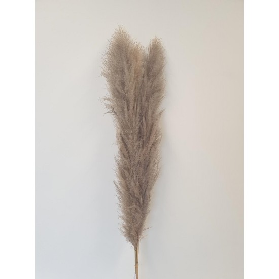 PAMPAS THAI NATUREL 140CM 3ST