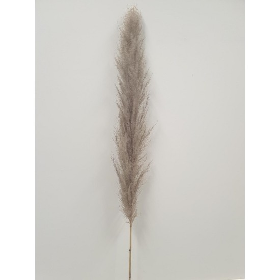 PAMPAS THAI NATUREL 140CM 3ST