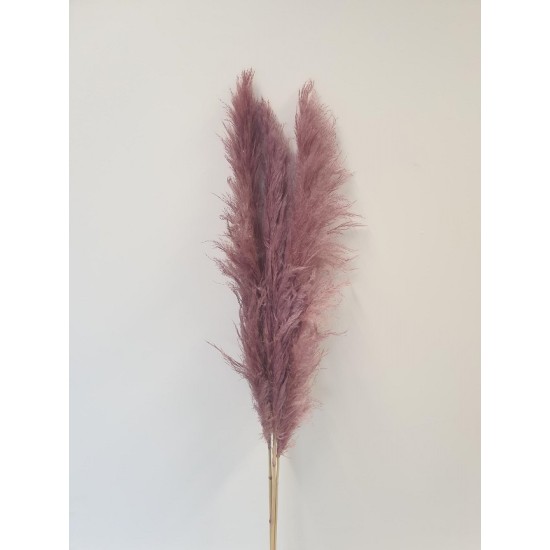 PAMPAS THAI OLD PINK 140CM 3PCS