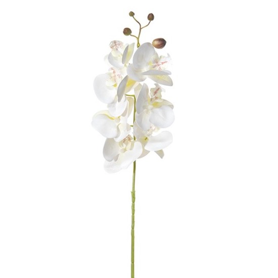 PHALAENOPSIS 80CM CREME