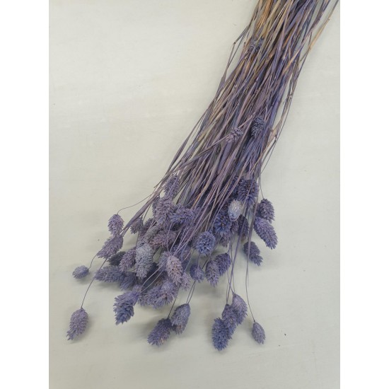 PHALARIS DARK LILAC +/-100GR