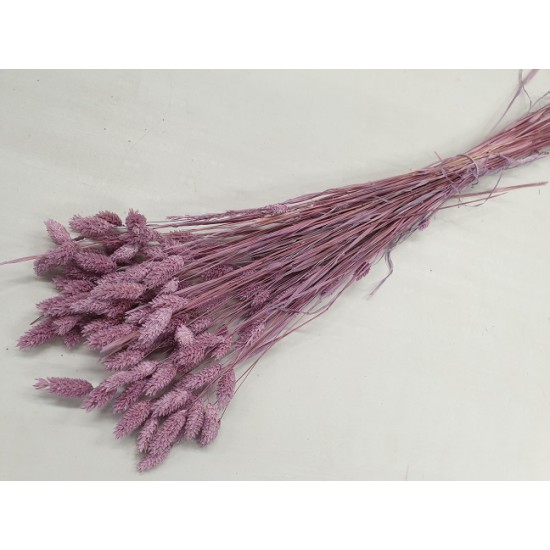 PHALARIS FRAMBOISE +/-50GR BOPP/kraft