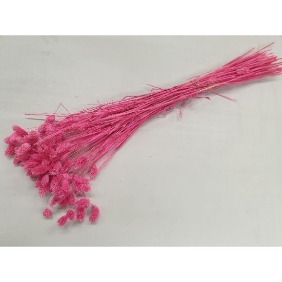 PHALARIS FUCHSIA +/-50GR BOPP/kraft