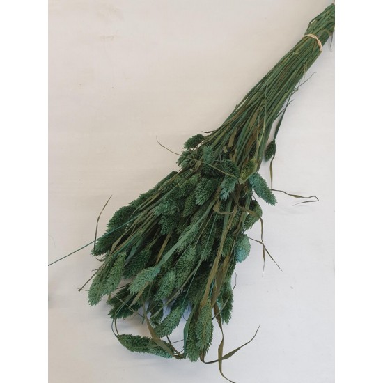 PHALARIS GROEN +/-50GR BOPP/kraft