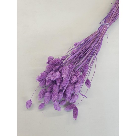 PHALARIS LILAC +/-50GR BOPP/kraft