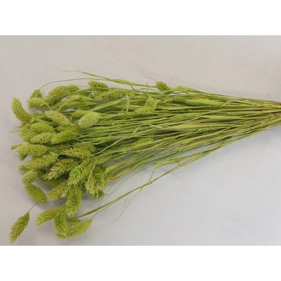 PHALARIS LIME GREEN +/-50GR BOPP/kraft