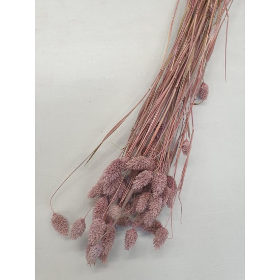 PHALARIS OLD PINK +/-100GR