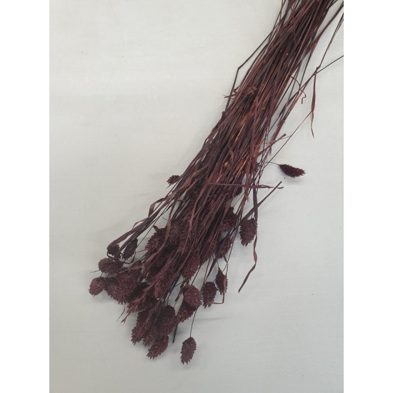 PHALARIS PRUNE +/-100GR BOPP/kraft