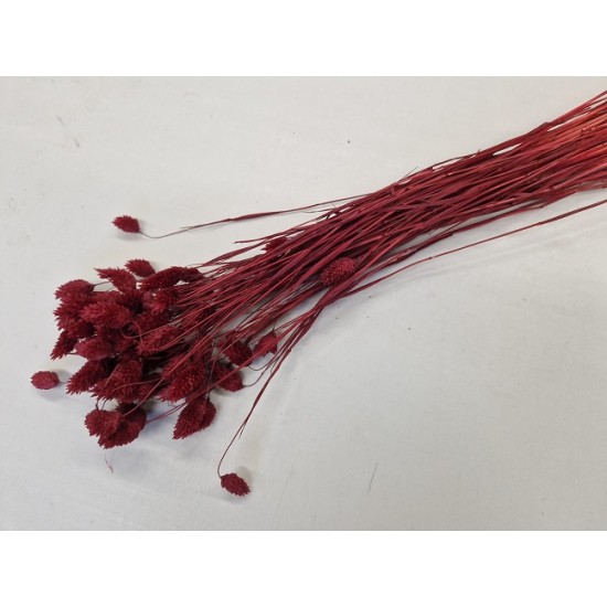 PHALARIS BURGUNDY +/-50GR BOPP/kraft