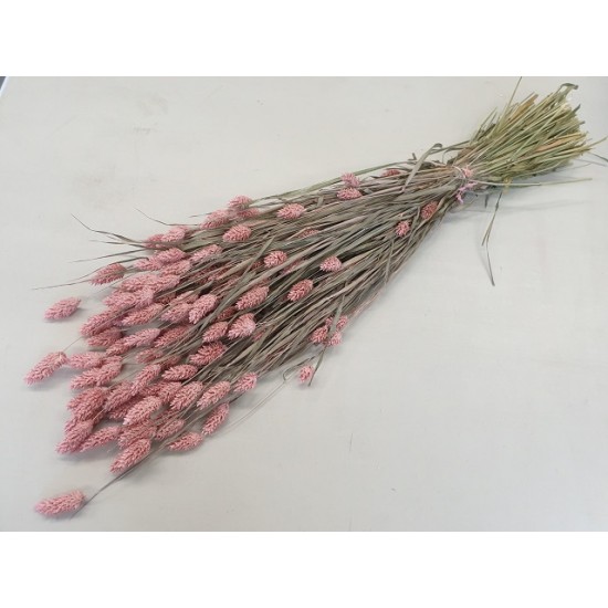 PHALARIS FROSTED PINK 1/2 BOPP/kraft