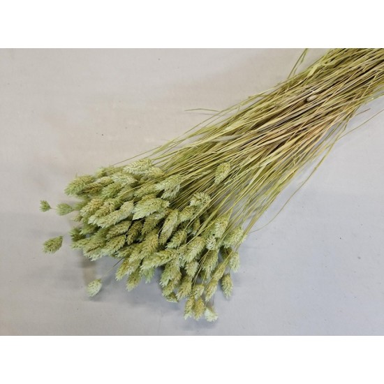 PHALARIS LIGHT GREEN +/-100GR