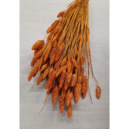 PHALARIS ORANGE