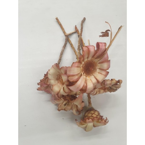 PROTEA NERIFOLIA HEAD ROSE 7PCS BOPP/kraft