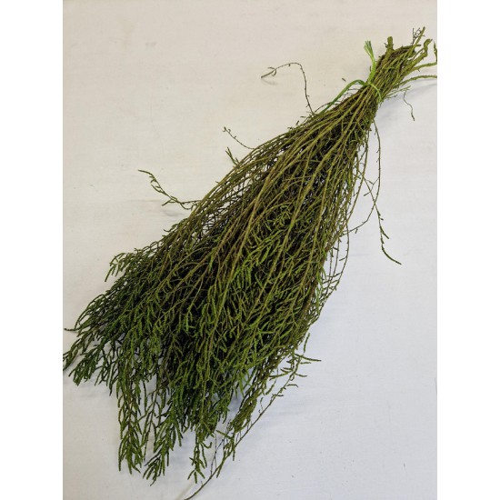 SALICORNIA GROEN