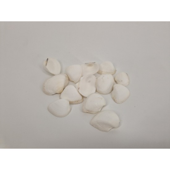 SCHELPEN ARCA ARCA +/-150GR