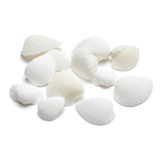 SHELLS ARCA ARCA +/-150GR