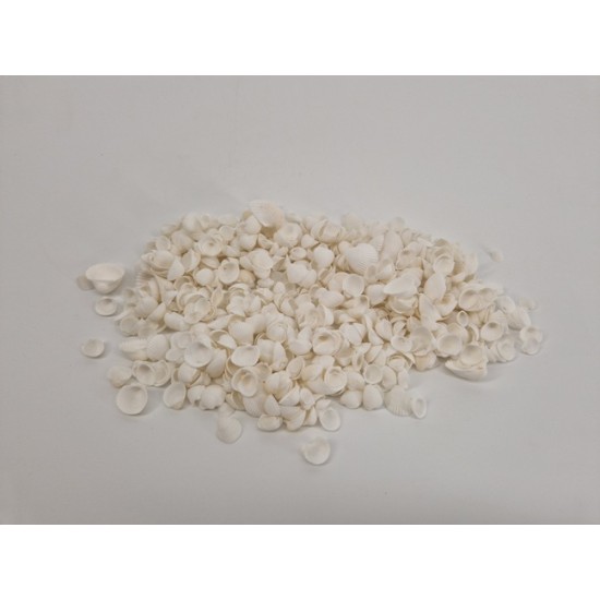 SCHELPEN COCKLE MINI WHITE +/-1KG SCHELPEN COCKLE MINI WHITE +/-1KG