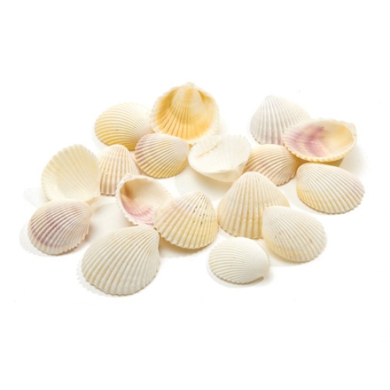 SCHELPEN COCKLE WHITE 1KG