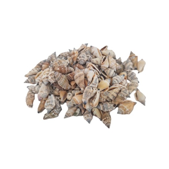 SCHELPEN STROMBUS URCEUS +/-550GR SCHELPEN STROMBUS URCEUS +/-550GR