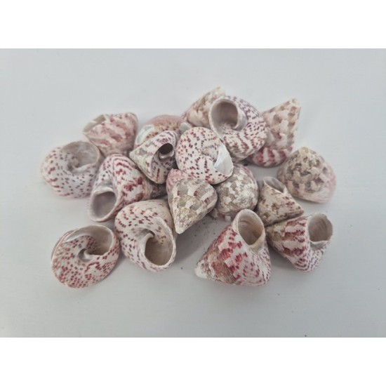 SHELLS TROCA RED +/-650GR SHELLS TROCA RED +/-650GR