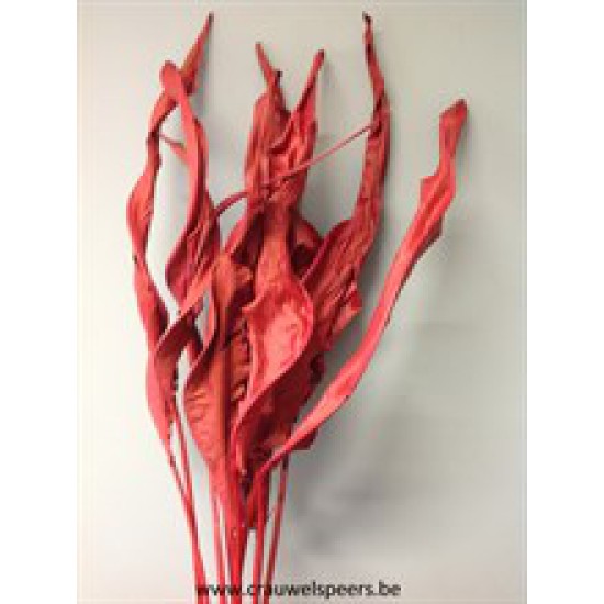 STRELITZIA BLAD LANG ROOD 5ST BOPP/kraft