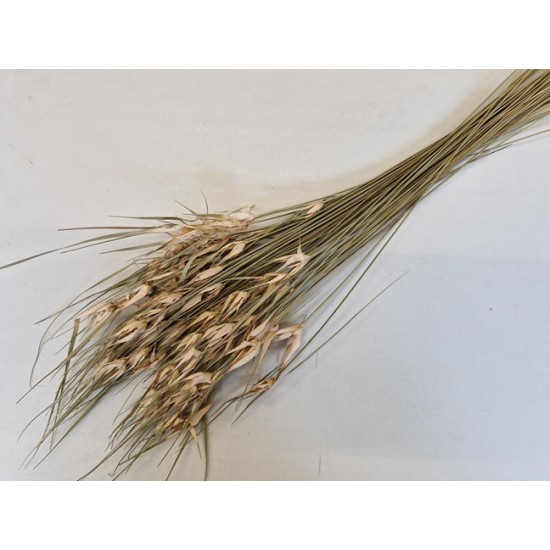 TULIP STAR GRASS NATUREL +/-50GR  BOPP/kraft emballage hobby