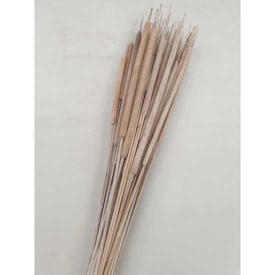 TYPHA LARGE WHITE WASH +/- 50PCS