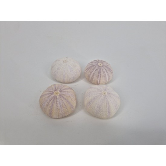 SEA URCHIN VIOLET 12ST SEA URCHIN VIOLET 12ST