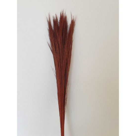 BROOM GRASS BROWN +/-100GR