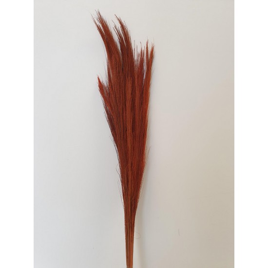 BROOM GRASS ORANGE +/-100GR