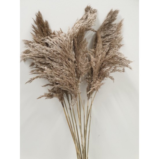 PAMPAS NAL NATUREL 80-110CM 10PCS