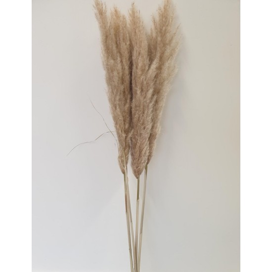 PAMPAS NATUREL 120/130CM 6PCS