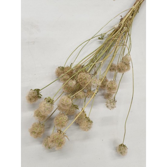 SCABIOSA VERT NATUREL 20PCS