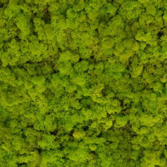 ICELANDIC MOSS SPRING GREEN 5KG