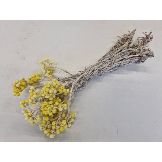 IMMORTELLE YELLOW NATURAL +/-30CM 1/2 BOPP/kraft