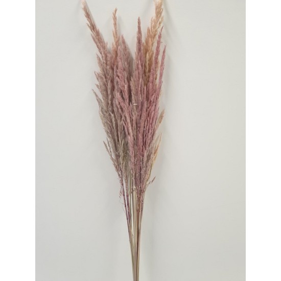 ERYANTHUS NATUREL ROZE 10ST BOPP/kraft ERYANTHUS NATUREL ROZE 10ST BOPP/kraft
