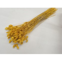 PHALARIS YELLOW BOPP/kraft Small packaging PHALARIS YELLOW BOPP/kraft Small packaging