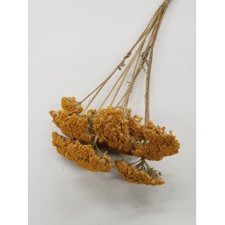 ACHILLEA PARKER NATUREL (10PCS) BOPP/kraft emballage hobby