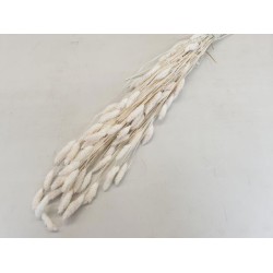 PHALARIS BLEACHED +/-100GR BOPP/kraft Small packaging PHALARIS BLEACHED +/-100GR BOPP/kraft Small packaging