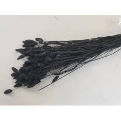 PHALARIS BLACK +/-100GR BOPP/kraft Small packaging PHALARIS BLACK +/-100GR BOPP/kraft Small packaging