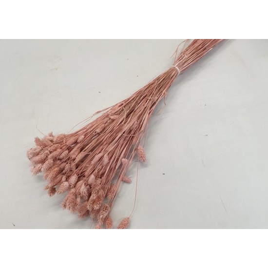 PHALARIS ROSE POUDRE +/-100GR BOPP/kraft PHALARIS ROSE POUDRE +/-100GR BOPP/kraft