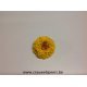 DAHLIA STABILISE (WHITE MARK) JAUNE 8PCS