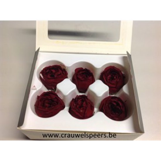 PRESERVED ROSE (ENGLISH ROSE JULIANA) +/-3,5CM BORDEAUX 6PCS