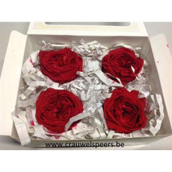 PRESERVED ROSE (ENGLISH ROSE KATE) +/-5CM RED 4PCS