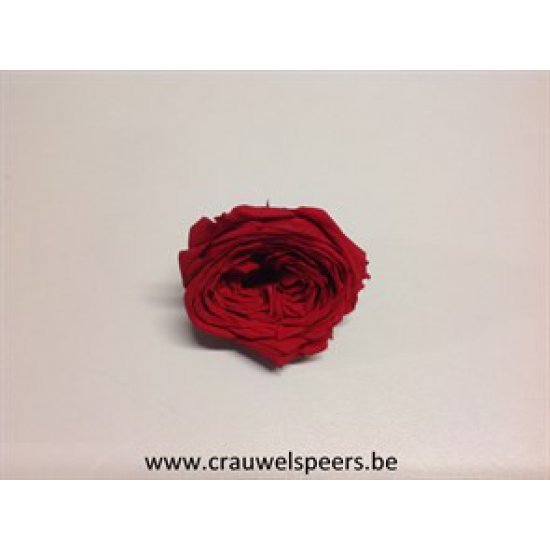 PRESERVED ROSE (ENGLISH ROSE KATE) +/-5CM RED 4PCS