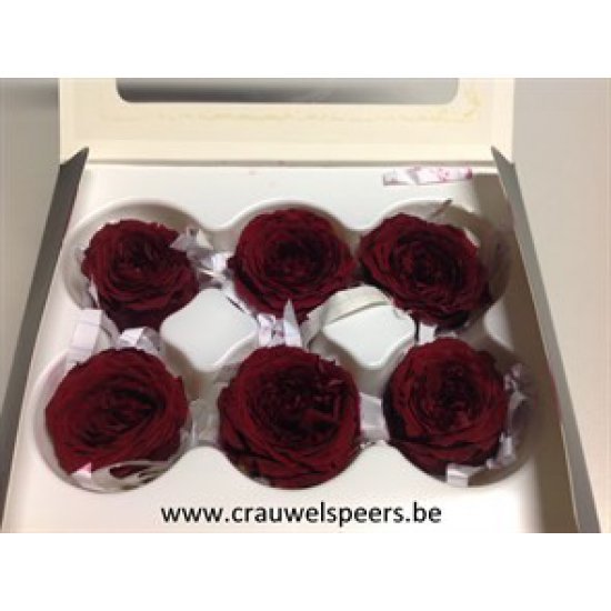 PRESERVED ROSE (ENGLISH ROSE PIPA) +/-4CM BORDEAUX 6PCS