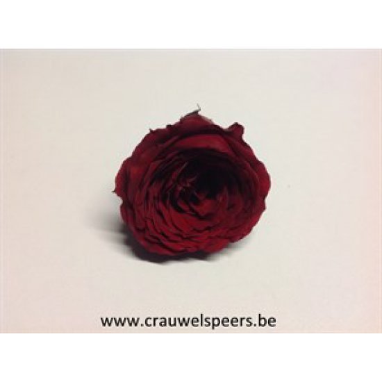 PRESERVED ROSE (ENGLISH ROSE PIPA) +/-4CM BORDEAUX 6PCS