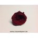 PRESERVED ROSE (ENGLISH ROSE PIPA) +/-4CM BORDEAUX 6PCS