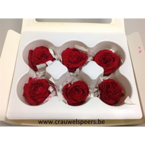 PRESERVED ROSE (ENGLISH ROSE PIPA) +/-4CM RED 6PCS