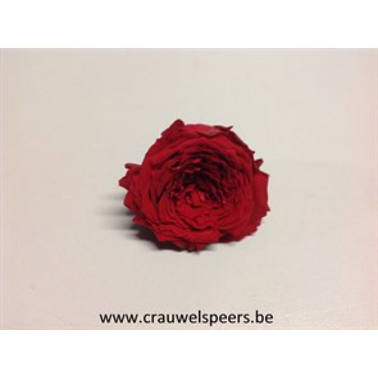 PRESERVED ROSE (ENGLISH ROSE PIPA) +/-4CM RED 6PCS